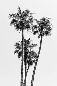 Fotografie Lovely Palm Trees | monochrome, Melanie Viola