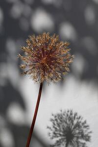 Fotografie Withered flower, seed house 1, Studio Collection