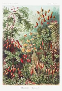 Reproducere Muscinae–Laubmoose (1904), Ernst Haeckel