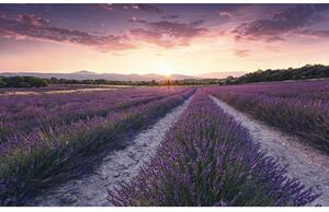 Fototapet vlies SHX9-052 Lavender Dream 450x280 cm