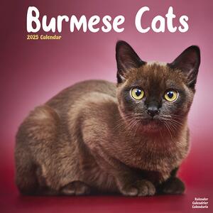 Calendar 2025 Cats - Burmese