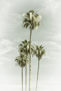 Fotografie de artă Vintage Palm Trees Skyhigh, Melanie Viola, (26.7 x 40 cm)