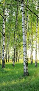 Fototapeta pentru usa BIRCH GROVE 86x200 cm