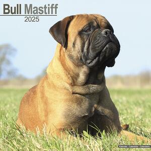 Calendar 2025 Bull Mastiff