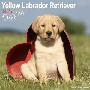 Calendar 2025 Yellow Labrador Puppies