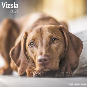 Calendar 2025 Vizsla