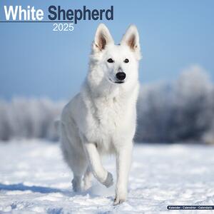 Calendar 2025 White Shepherd