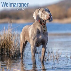 Calendar 2025 Weimaraner