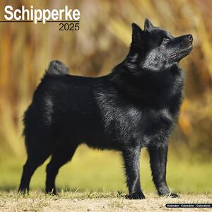 Calendar 2025 Schipperke