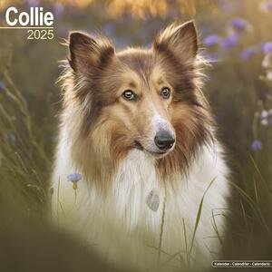 Calendar 2025 Collie