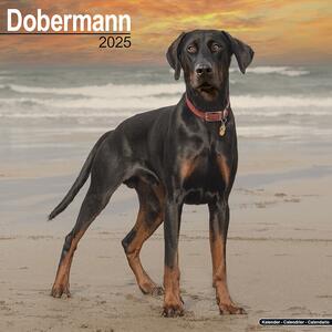 Calendar 2025 Dobermann