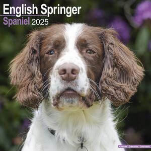 Calendar 2025 Eng Springer Spaniel