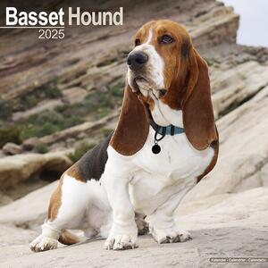 Calendar 2025 Basset Hound