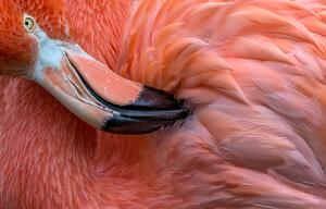 Fotografie Flamingo Close Up, XavierOrtega