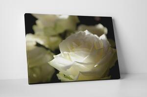 Tablou canvas : Trandafirul alb