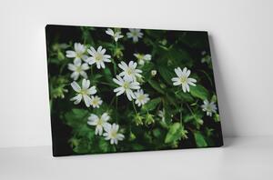 Tablou canvas : Floricele albe