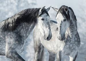 Fotografie de artă Portrait of two spanish grey stallions, Abramova_Kseniya, (40 x 30 cm)