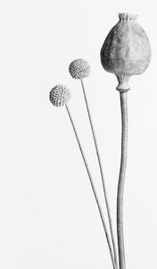 Fotografie de artă Poppy Seed Capsule Black and White, Studio Collection, (26.7 x 40 cm)