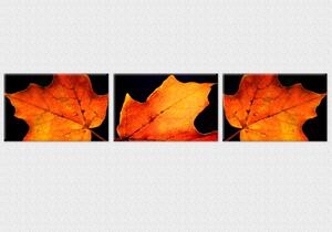 Set tablou fosforescent Frunze de toamna