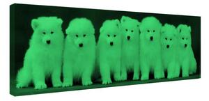 Tablou fosforescent Familia de catelusi Samoyed