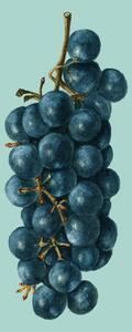 Ilustrare grapes, Finlay & Noa, (30 x 40 cm)