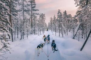 Fotografie Husky dog sledding in Lapland, Finland, serts