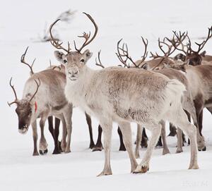 Fotografie Reindeer with antlers, Eva Mårtensson