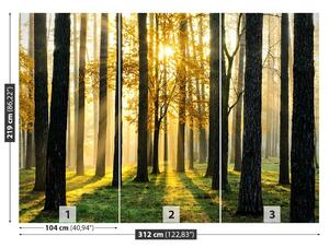 Fototapet Pădure în dimineața