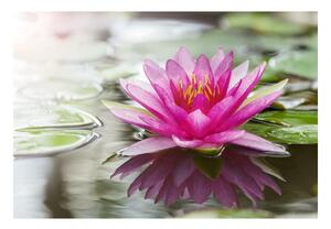 Fototapet roz Lotus