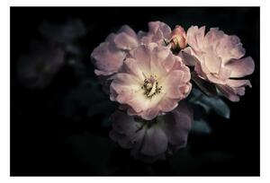Fototapet Trandafir roz
