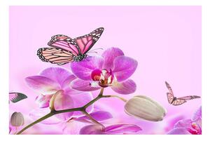 Fototapet Orhidee Butterfly