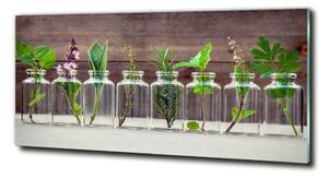 Imagine de sticlă Plantele în borcane