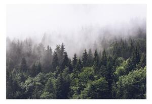 Fototapet Mountain Forest