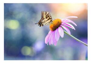 Fototapet echinaceea Butterfly