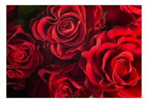 Fototapet Trandafiri rosii
