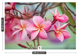 Fototapet frangipani roz