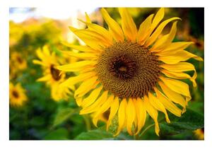 Fototapet Floarea soarelui galben