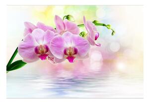 Fototapet Orchid Roses