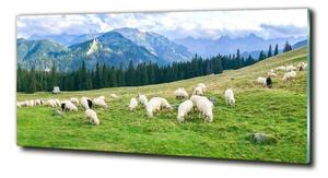 Tablou sticlă Oi în munții Tatra