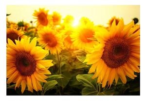 Fototapet Floarea soarelui