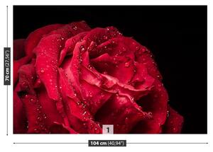 Fototapet Trandafir roșu