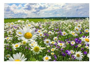 Fototapet Meadows și flori