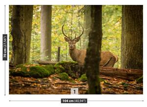 Fototapet Deer Forest
