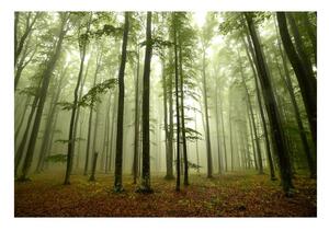 Fototapet Misty Forest