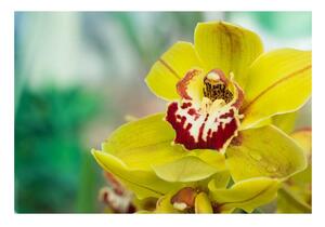 Fototapet Orhidee galben