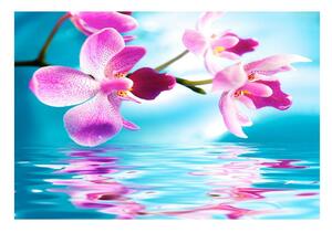 Fototapet Orhideea de apă