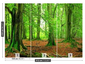 Fototapet pădure