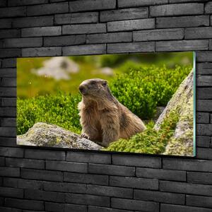 Imagine de sticlă marmota