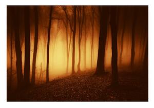 Fototapet O Forest Scary