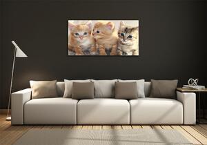 Imagine de sticlă pisici de talie mică